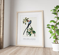 John James Audubon - Fork-tailed Flycatcher from Birds of America (1827)