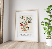 John James Audubon - Mango Hummingbird from Birds of America (1827)