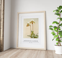 Frederick Sander - Cypripedium leeanum var giganteum from Reichenbachia Orchids-1847-1920