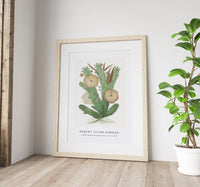 Robert Jacob Gordon - Hoodia gordonii Bushman’s hat (1777–1786)