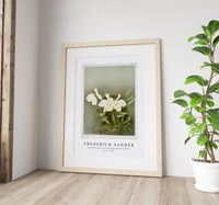 Frederick Sander - Cattleya trianæ alba from Reichenbachia Orchids-1847-1920