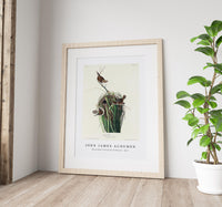 John James Audubon - Marsh Wren from Birds of America (1827)