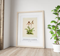 Frederick Sander - Cypripedium (hybridum) castleanum from Reichenbachia Orchids-1847-1920