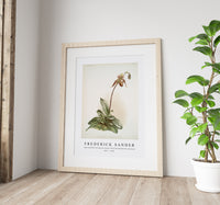 Frederick Sander - Cypripedium selligerum majus from Reichenbachia Orchids-1847-1920