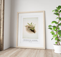 Frederick Sander - Cypripedium hybridum youngianum from Reichenbachia Orchids-1847-1920