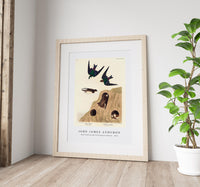 John James Audubon - Bank Swallow and Violet-green Swallow from Birds of America (1827)