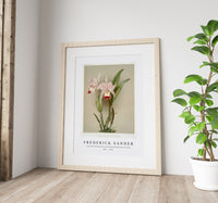 Frederick Sander - Cattleya ballantiniana from Reichenbachia Orchids-1847-1920