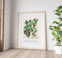 John James Audubon - Baltimore Oriole from Birds of America (1827)