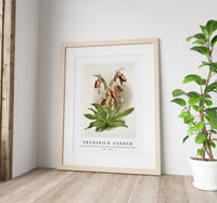 Frederick Sander - Cypripedium morganiæ burfordiense from Reichenbachia Orchids-1847-1920