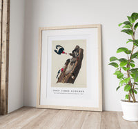 John James Audubon - Red-headed Woodpecker from Birds of America (1827)