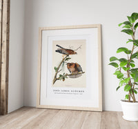 John James Audubon - Red-shouldered Hawk from Birds of America (1827)