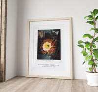 Robert John Thornton - The Night–Blowing Cereus from The Temple of Flora (1807)