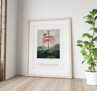 Robert John Thornton - Large–Flowering Sensitive Plant from The Temple of Flora (1807)