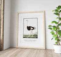 Robert Jacob Gordon - Struthio camelus Struisvogel (1777–1786)