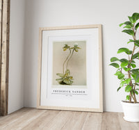 Frederick Sander - Cypripedium lawrenceanum hyeanum from Reichenbachia Orchids-1847-1920