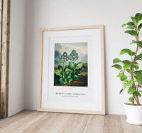 Robert John Thornton - A Group of Auriculas from The Temple of Flora (1807)