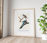 John James Audubon - Passenger Pigeon from Birds of America (1827)