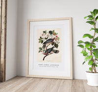 John James Audubon - Band-tailed Pigeon from Birds of America (1827)