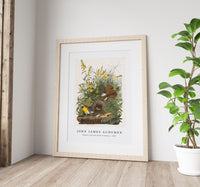 John James Audubon - Meadow Lark from Birds of America (1827)