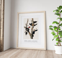 John James Audubon - Ivory-billed Woodpecker from Birds of America (1827)