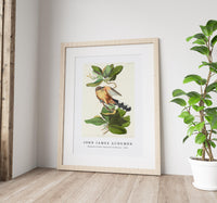 John James Audubon - Mangrove Cuckoo from Birds of America (1827)