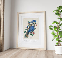 John James Audubon - Blue Jay from Birds of America (1827)
