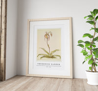 Frederick Sander - Cypripedium hybridum youngianum from Reichenbachia Orchids-1847-1920