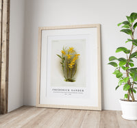 Frederick Sander - Dendrobium brymerianum from Reichenbachia Orchids-1847-1920