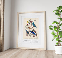John James Audubon - Townsend's Warbler, Arctic Blue-bird and Western Blue-bird from Birds of America (1827)