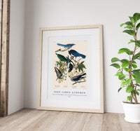 John James Audubon - Yellow-Billed Magpie, Stellers Jay, Ultramarine Jay and Clark's Crow from Birds of America (1827)