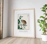 Numata Kashu - Greenshank and Bupleurum Sachalinense illustration from Pictorial Monograph of Birds (1885)