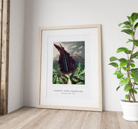 Robert John Thornton - The Dragon Arum from The Temple of Flora (1807)