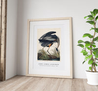 John James Audubon - Great blue Heron from Birds of America (1827)