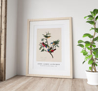 John James Audubon - Painted Finch from Birds of America (1827)