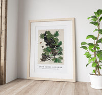 John James Audubon - Night Hawk from Birds of America (1827)