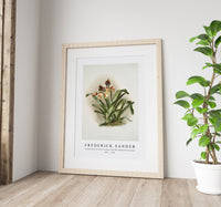 Frederick Sander - Cypripedium boxalli atratum from Reichenbachia Orchids -1847-1920