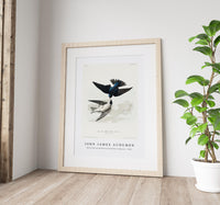 John James Audubon - White-bellied Swallow from Birds of America (1827)