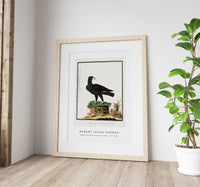 Robert Jacob Gordon - Aquila verreauxii Verreaux's eagle (1777–1786)