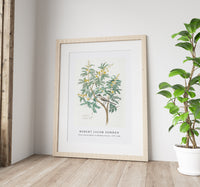 Robert Jacob Gordon - Acacia karroo Hayne or Vachellia karroo (1777–1786)