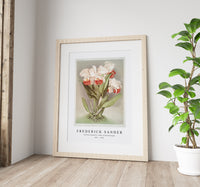 Frederick Sander - Cattleya Mendelli, Duke of Marlborough from Reichenbachia Orchids-1847-1920