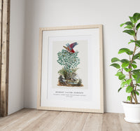 Robert Jacob Gordon - Dictyophorus spumans Koppie foam grasshopper perhched on a Zygophyllum sp. (Caper bean) (1777–1786)