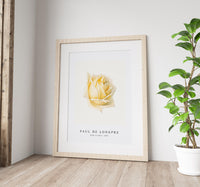 Paul de longpre - Study of a Rose (ca. 1898)