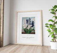 Robert John Thornton - Hyacinths from The Temple of Flora (1807)