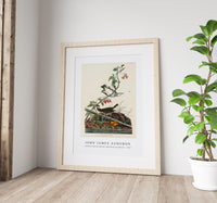 John James Audubon - Golden-crowned Thrush from Birds of America (1827)