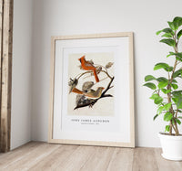 John James Audubon - Cardinal Grosbeak (1811)