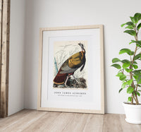 John James Audubon - Wild Turkey or Great American Cock from Birds of America (1827)