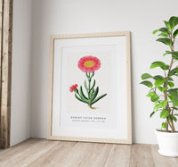 Robert Jacob Gordon - Carpobrotus quadrifidus L. Bolus (1777–1786)