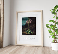 Robert John Thornton - The American Cowslip from The Temple of Flora (1807)