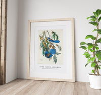 John James Audubon - Florida Jay from Birds of America (1827)