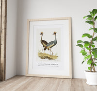 Robert Jacob Gordon - Balearica regulorum grey crowned crane (1777–1786)